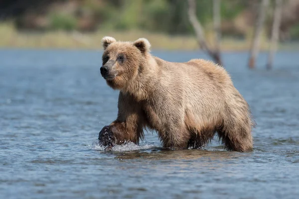 Alaskan brauner bär in bächen fluss — Stockfoto