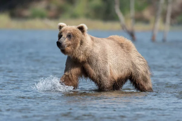 Alaskanruskea karhu Brooks Riverissä — kuvapankkivalokuva