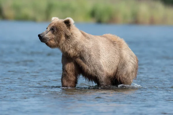Аляскинський бурий ведмідь у річці Брукс — стокове фото