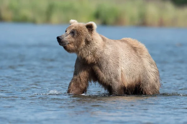 Oso marrón de Alaska en el río Brooks — Foto de Stock