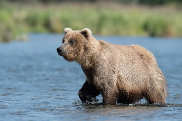 Alaskan brunbjörn i Brooks River — Stockfoto