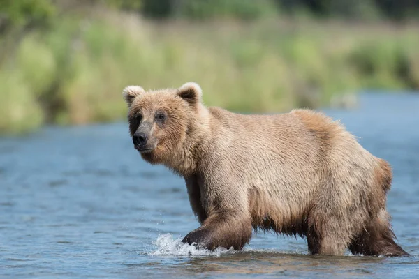 Alaskan bruine beer in Brooks rivier — Stockfoto