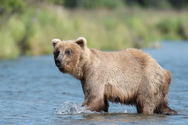 Alaskan brauner bär in bächen fluss — Stockfoto