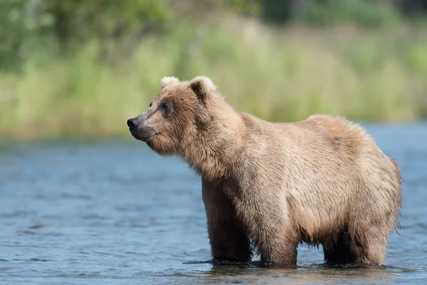 Alaskan brauner bär in bächen fluss — Stockfoto