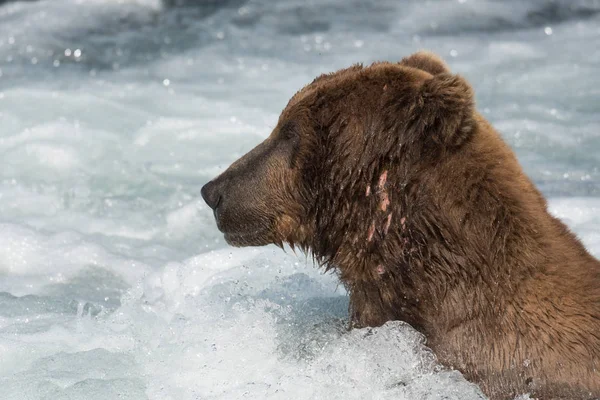 급류에 큰 알라스카 갈색 곰 — 스톡 사진