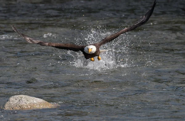 Bald eagle fishing for salmon — Stock Photo, Image