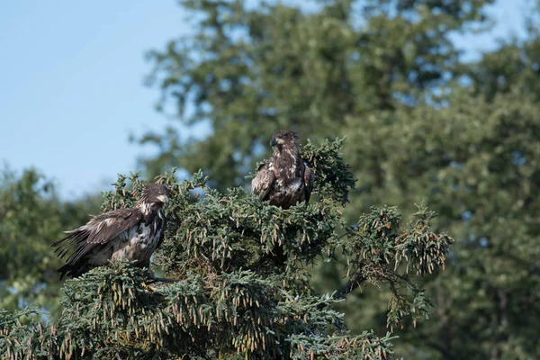 Zwei unreife Weißkopfseeadler in einem Baum — Stockfoto
