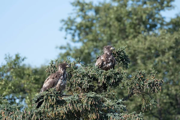 Two immature bald eagles in a tree — Stock Photo, Image