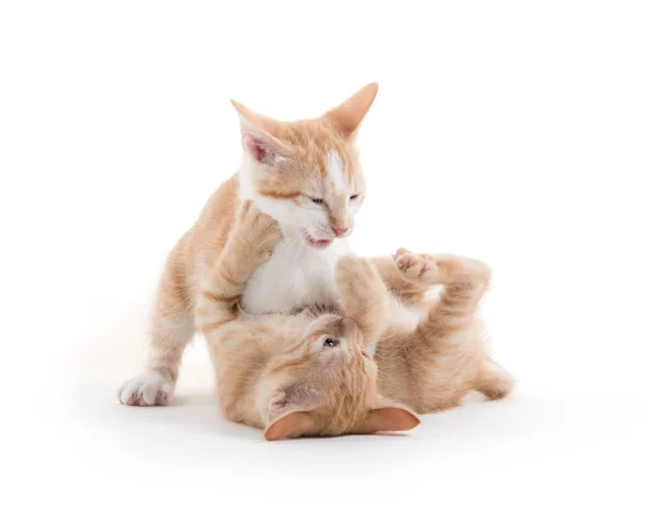 Two cute kittens playing — Stock Photo, Image