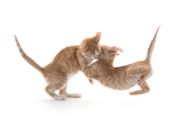 Дві милі кошенята грають — стокове фото