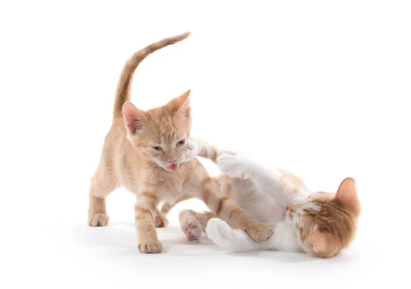 Играют два милых котенка — стоковое фото