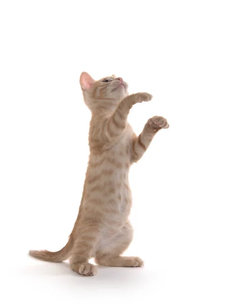 Amarillo gatito tabby en blanco —  Fotos de Stock
