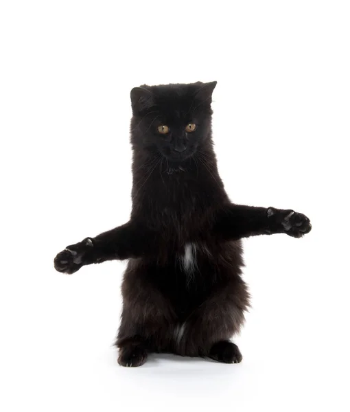 Černá kočka, houpal jeho tlapy — Stock fotografie