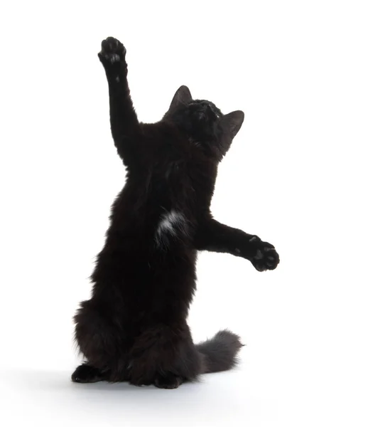 Černá kočka, houpal jeho tlapy — Stock fotografie