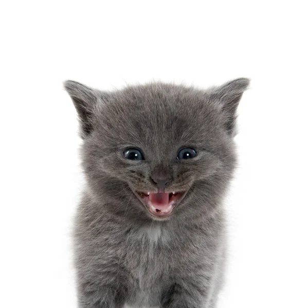 Gatinho cinza bonito no branco — Fotografia de Stock