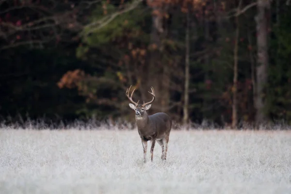 Large white-tailed buck — Stock Photo, Image