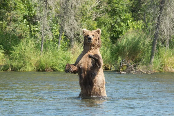 アラスカで大きなヒグマの水に種をまく — ストック写真