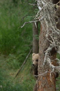 Üç Alaska boz ayı yavrularını