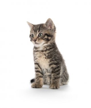 Cute tabby kitten on white background clipart