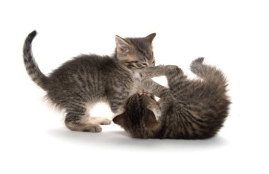 Beyaz oynayan iki yavru kedi