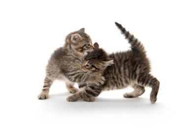 Beyaz oynayan iki yavru kedi