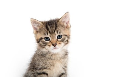 Tabby yavru kedi portresi 