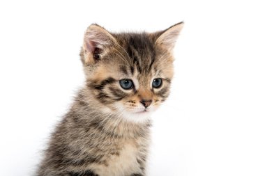 Tabby yavru kedi portresi 