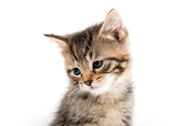Tabby yavru kedi portresi 