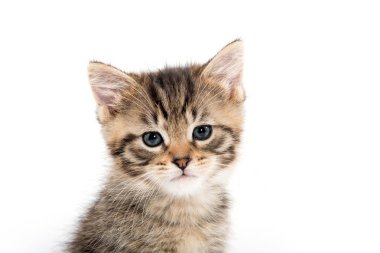 Tabby yavru kedi portresi 