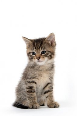 Beyaz oturma sevimli tabby yavru kedi