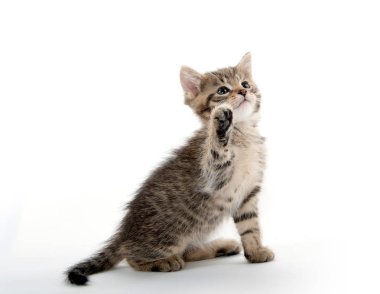 Şirin tabby yavru kedi pençe kaldırma