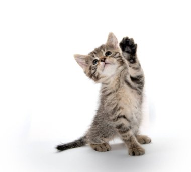 Şirin tabby yavru kedi pençe kaldırma
