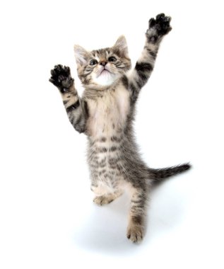 tabby yavru kedi oyun 