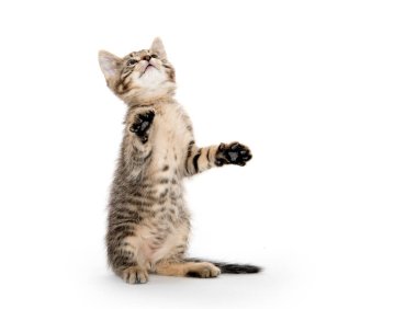 Beyaz arka planda sevimli tekir kedicik