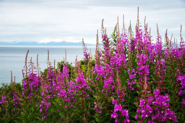 Fireweed and lake in Alaska clipart