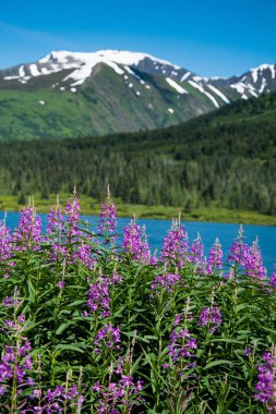 Fireweed ve Alaska gölde