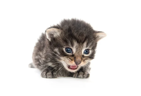 Tres semanas viejo tabby gatito —  Fotos de Stock
