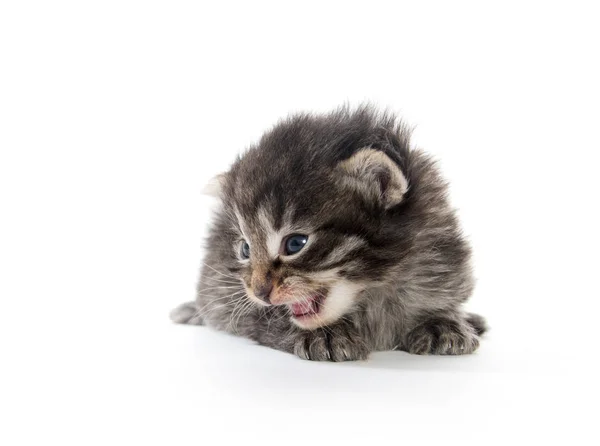 Three week old tabby kitten — Stock Photo, Image