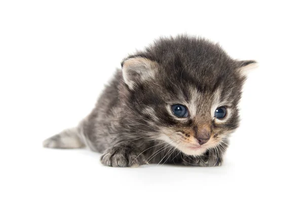 Three week old tabby kitten — Stock Photo, Image