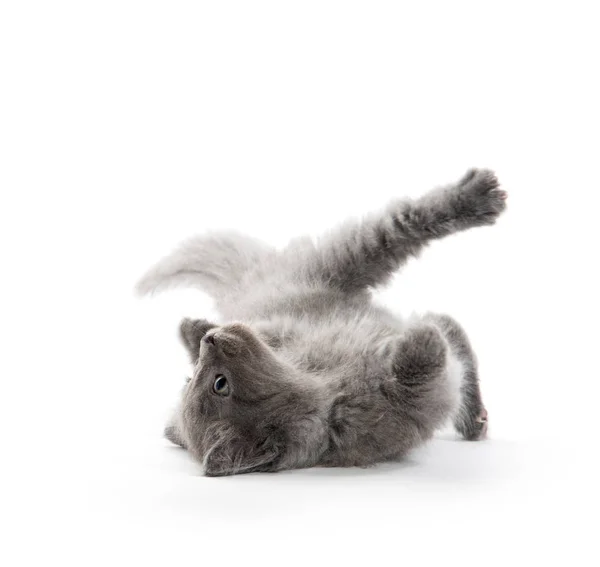 Cute gray kitten playing — Stock Photo, Image