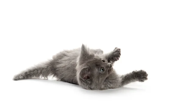 Gatinho cinza bonito jogando — Fotografia de Stock