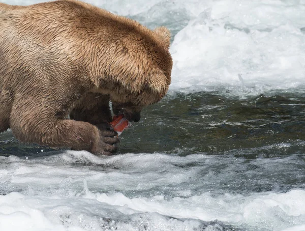 Бурий ведмідь їдять лосося Аляски — стокове фото