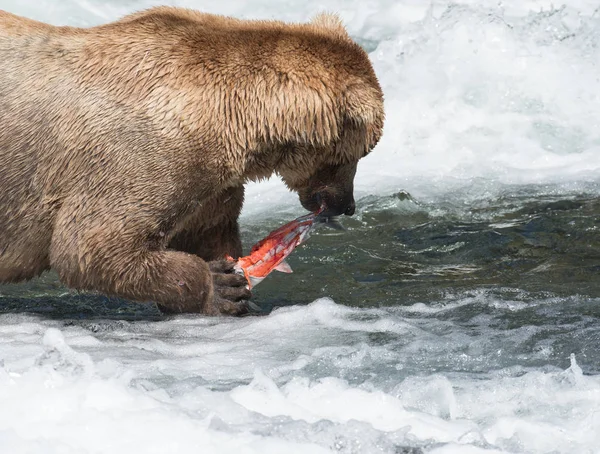 Alaszkai barna medve eszik lazac — Stock Fotó