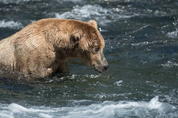 Niedźwiedź brunatny Alaski w rzece Brooks — Zdjęcie stockowe