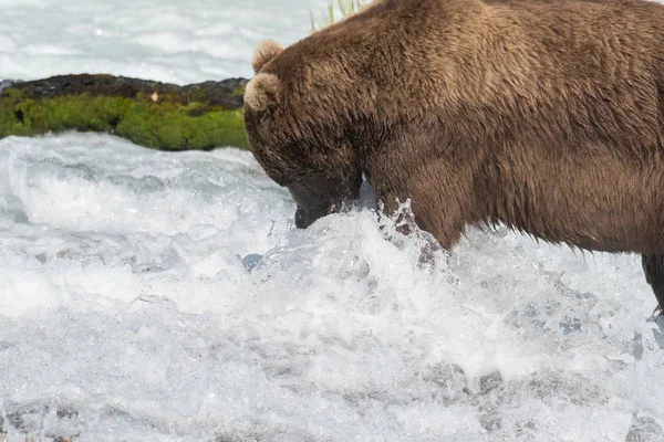 Grande urso pardo do Alasca — Fotografia de Stock