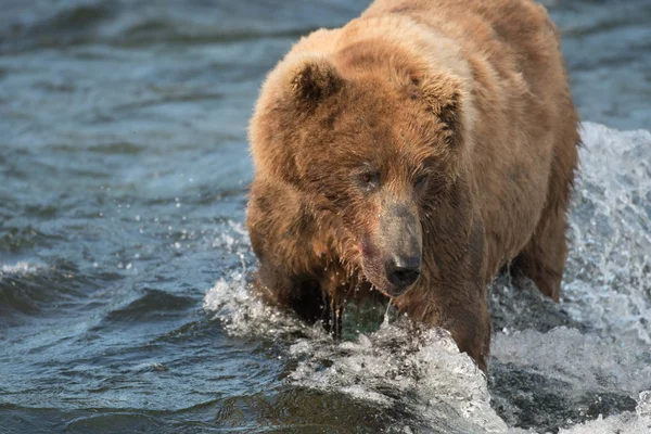 Ours brun de l'Alaska pêche au saumon — Photo