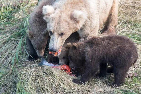 Αλάσκα καφέ αρκούδας και cubs — Φωτογραφία Αρχείου