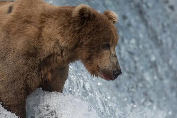 Alaskan brown bear attempting to catch salmon — Stock Photo, Image