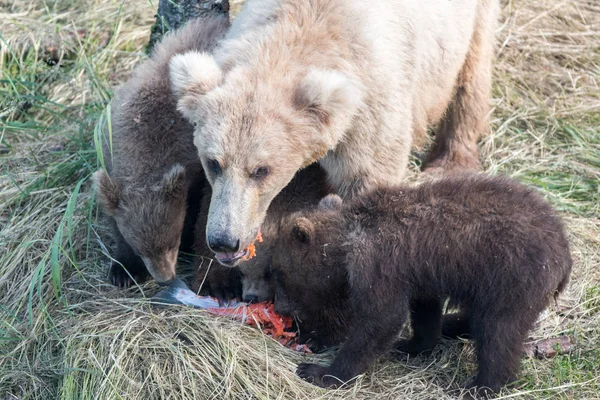Αλάσκα καφέ αρκούδας και cubs — Φωτογραφία Αρχείου