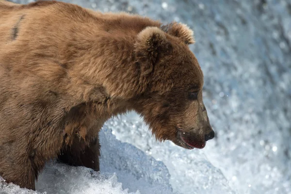 Niedźwiedź brunatny Alaskan próbuje złapać łososia — Zdjęcie stockowe